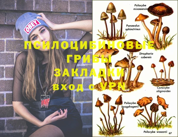 стаф Аркадак